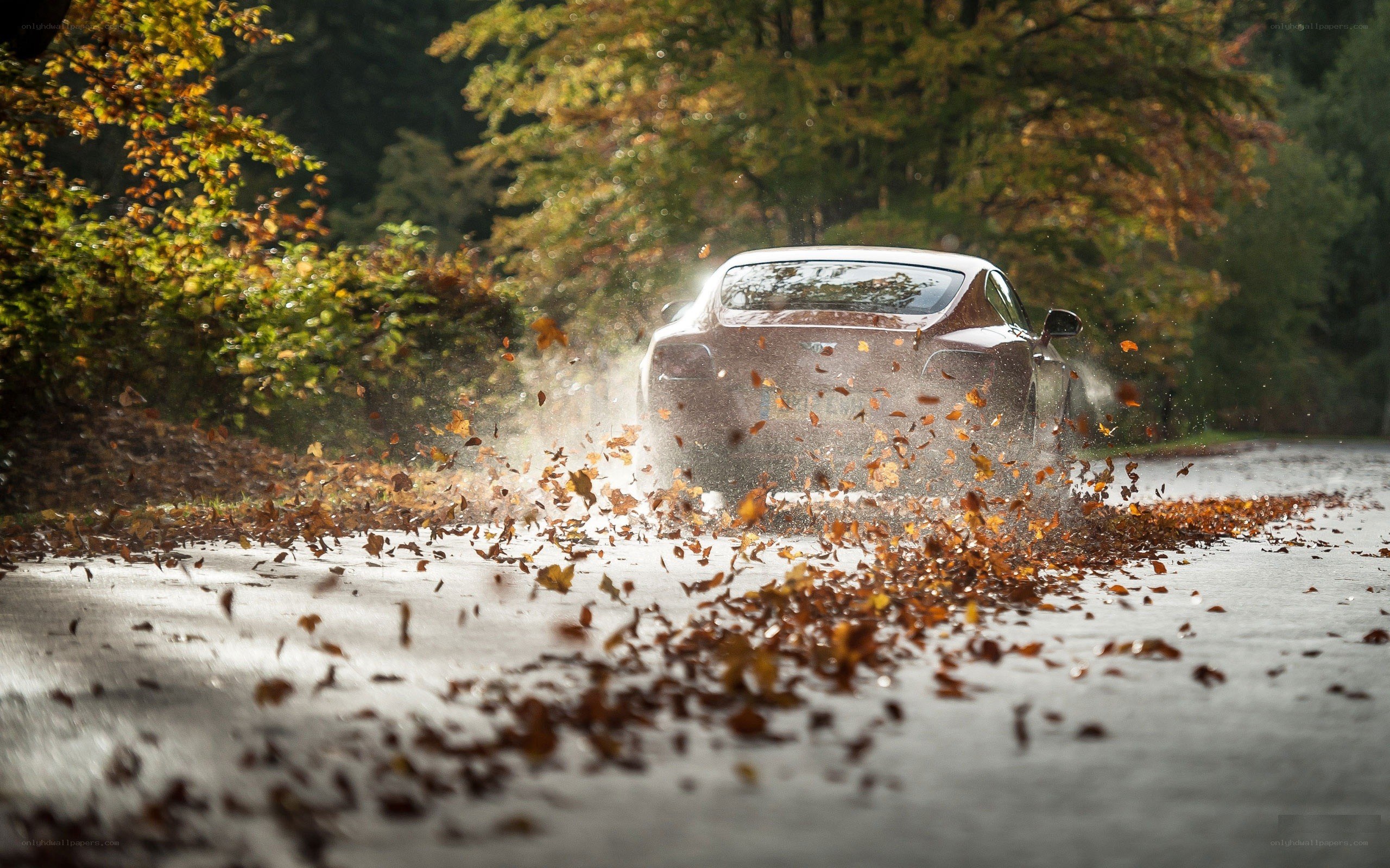 Car driving through autumn leaves