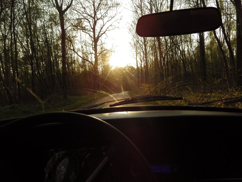 Car Driving Through Forest