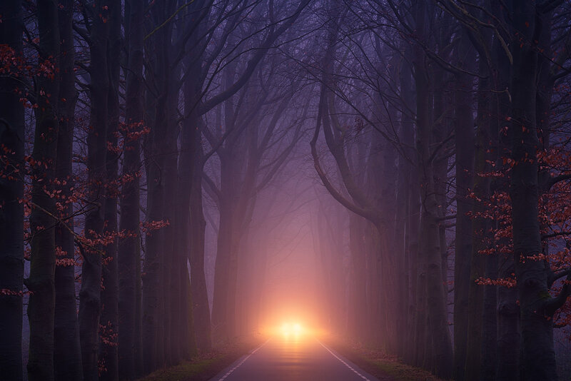Car Headlights in Forest — Purple, Mysterious
