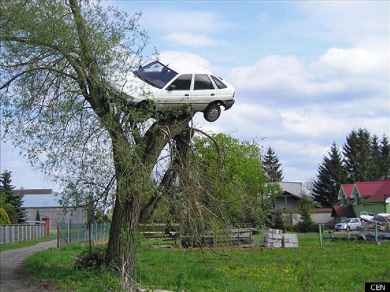 Car in Tree