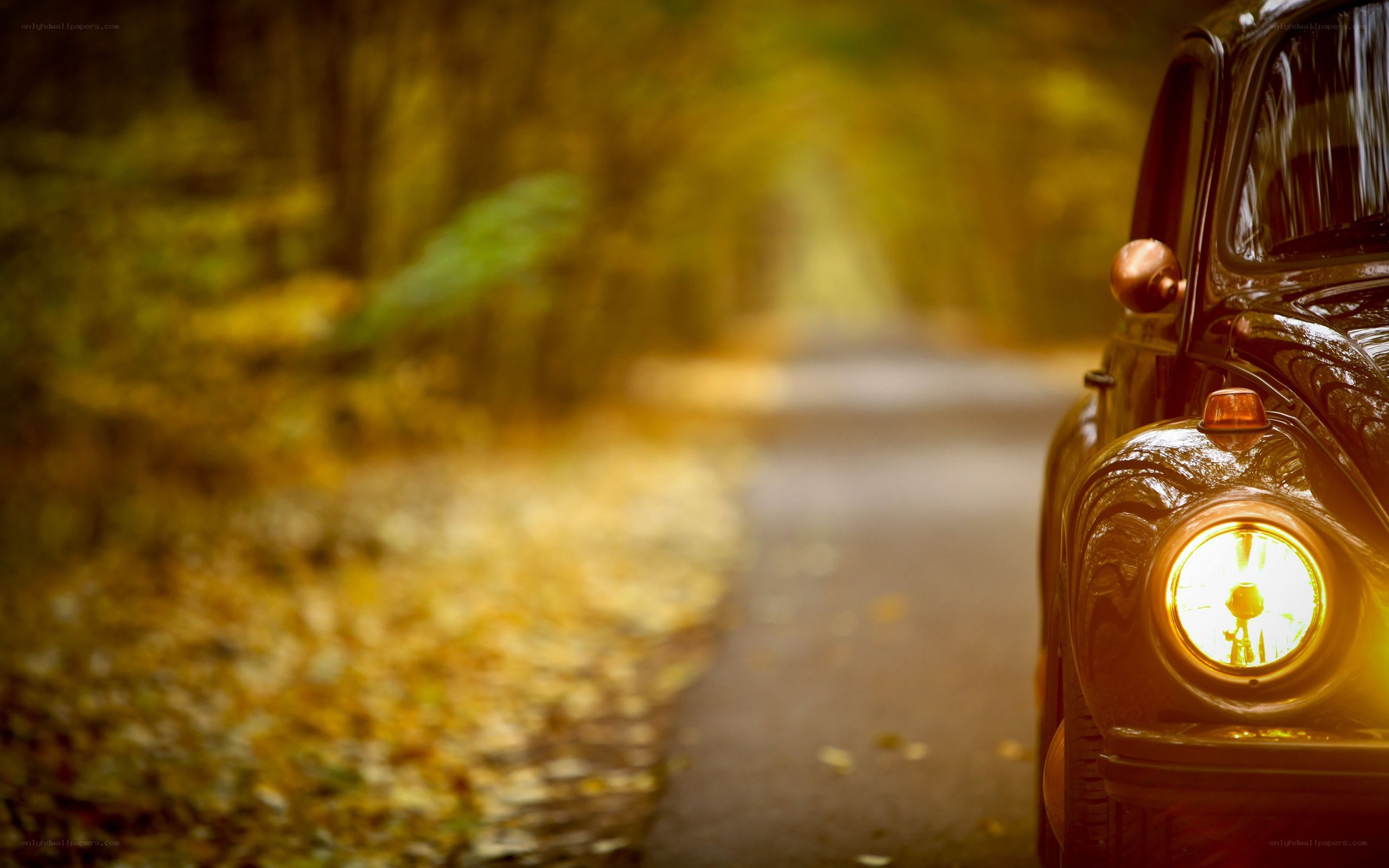 Car on autumn forest road