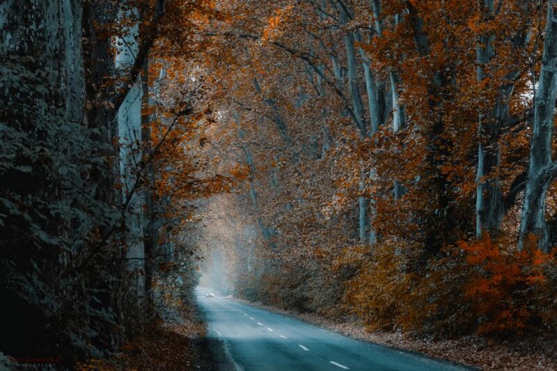 Car on Autumn Road — Orange