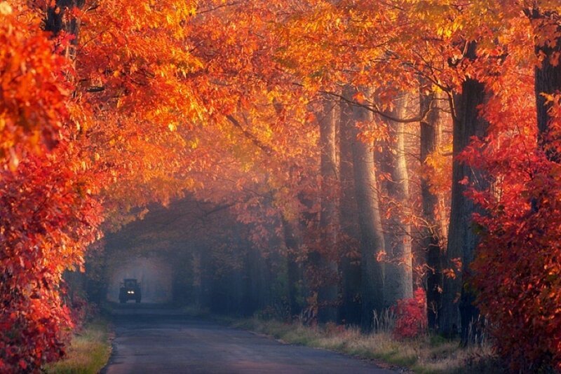 Car on Autumn Road