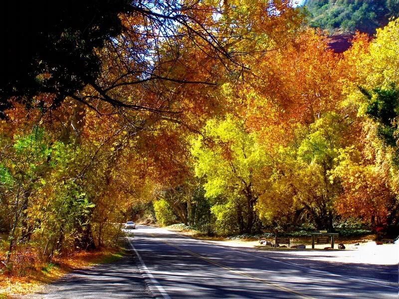 Car on Autumn Road — Yellow