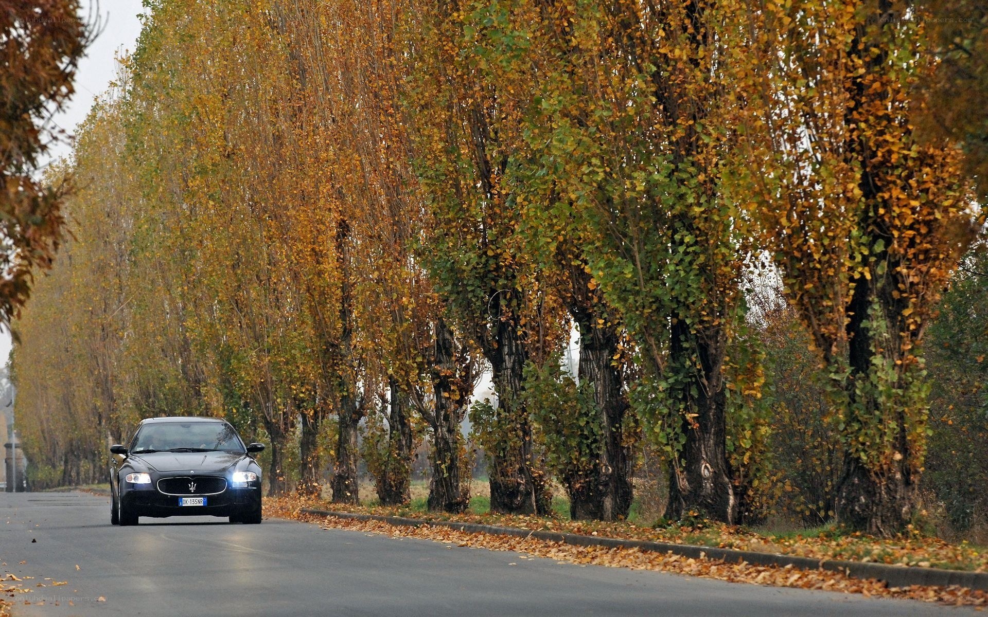 Car on autumn tree-lined road