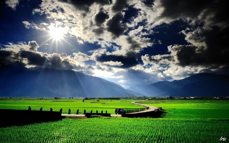 Car on Bridge in Rice Fields — Green