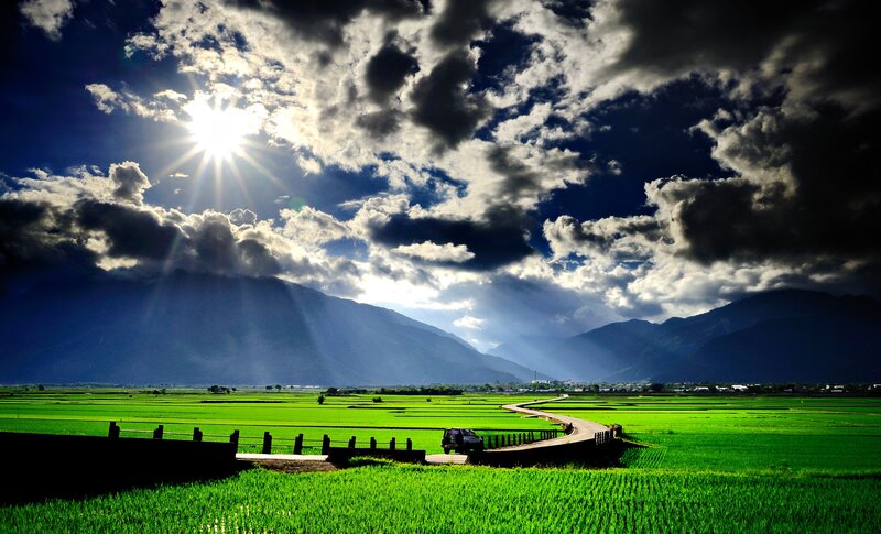 Car on Bridge in Rice Fields