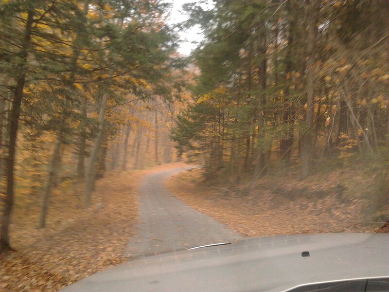 Car on Forest Road — Brown, Calm