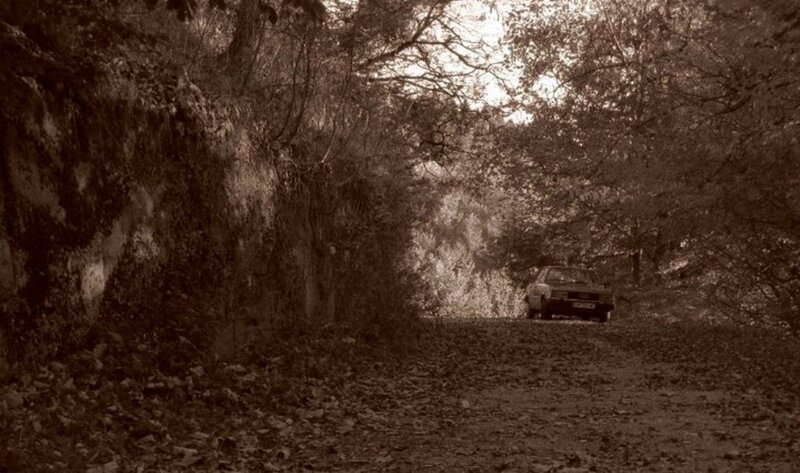 Car on Forest Road — Brown