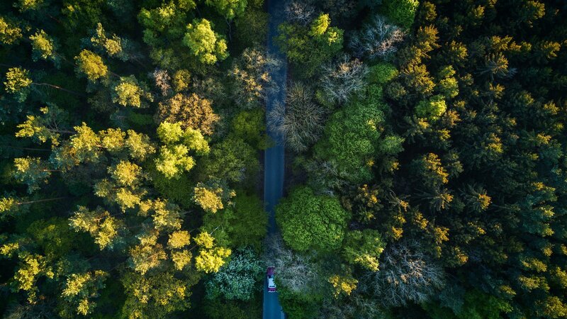 Car on Forest Road — Green, Serene, Sunset