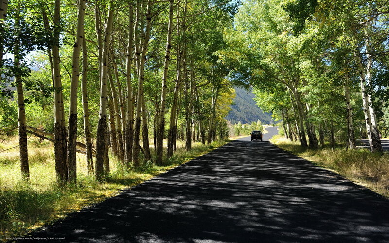 Car on Forest Road — Green, Serene