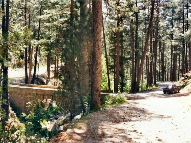 Car on Forest Road — Green