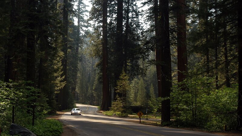Car on road through redwood forest
