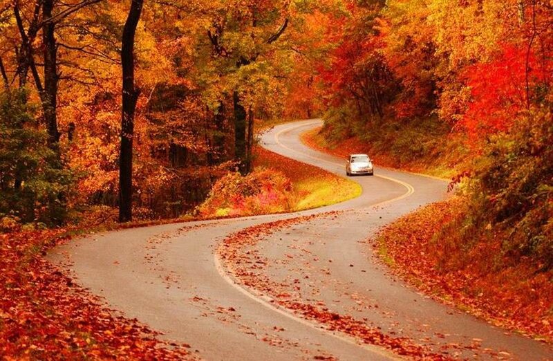 Car on Winding Road — Red