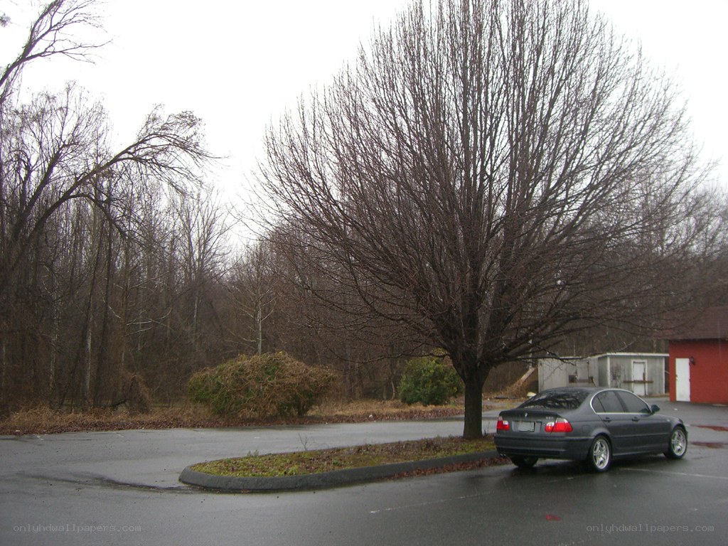 car parked in lot with bare trees