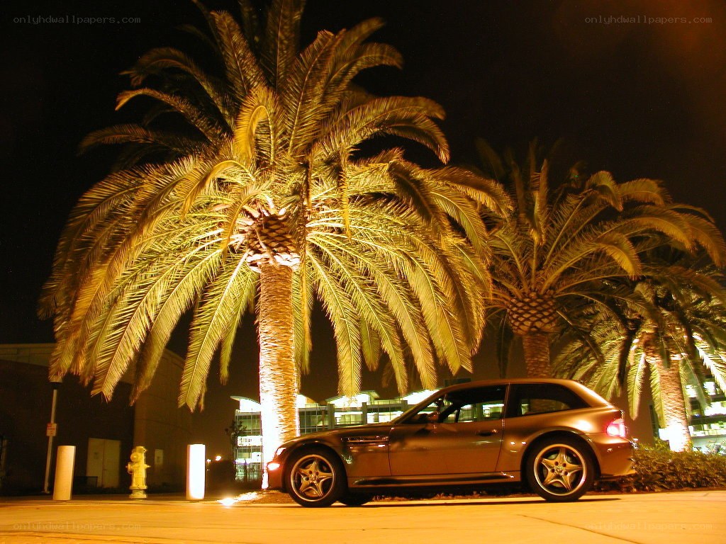 Car parked under palm trees at night