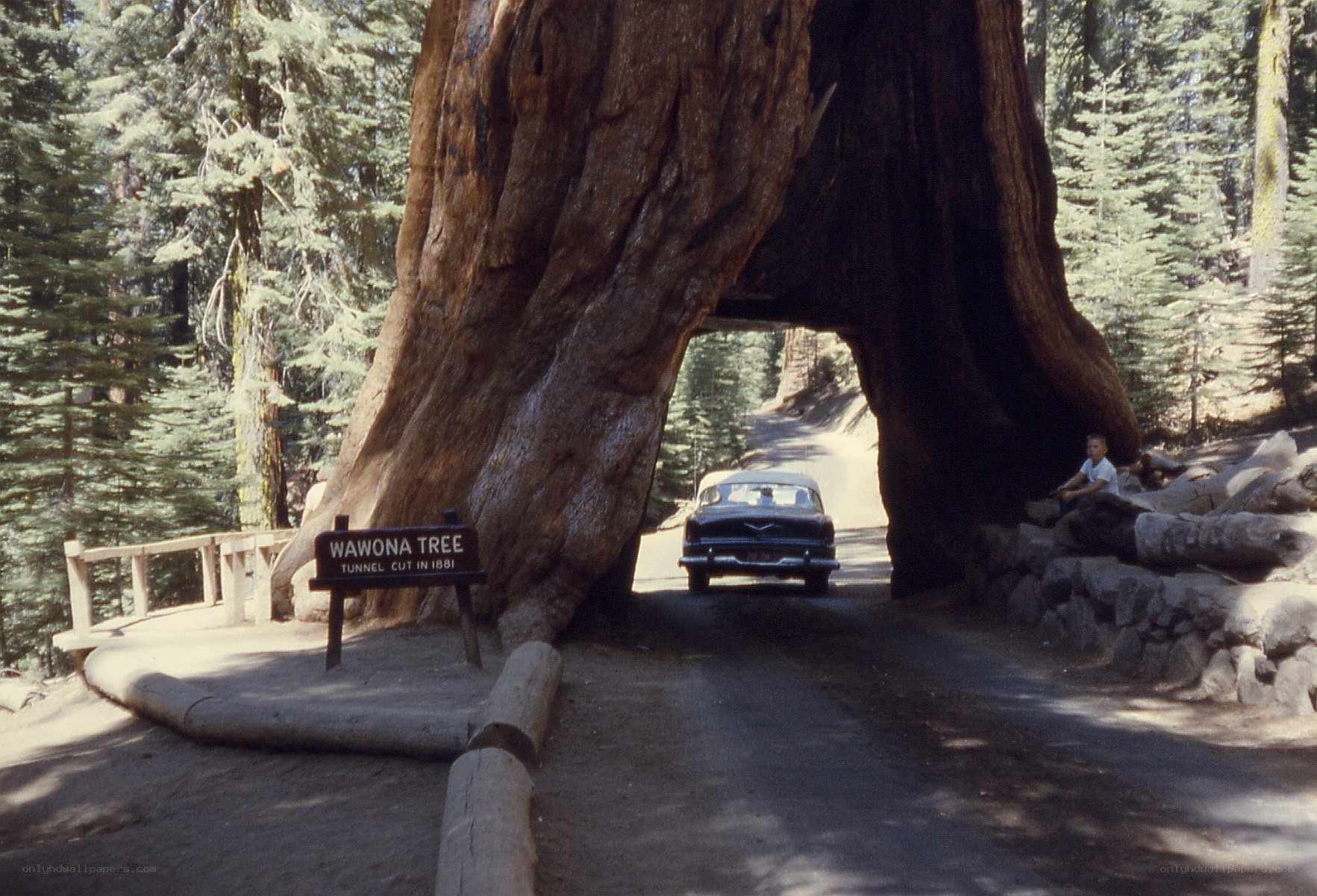 Car through Wawona Tree tunnel