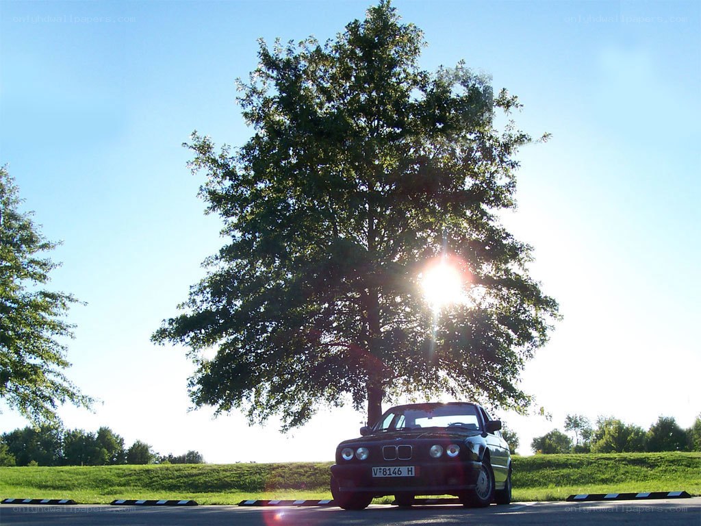 Car under a tree at sunset