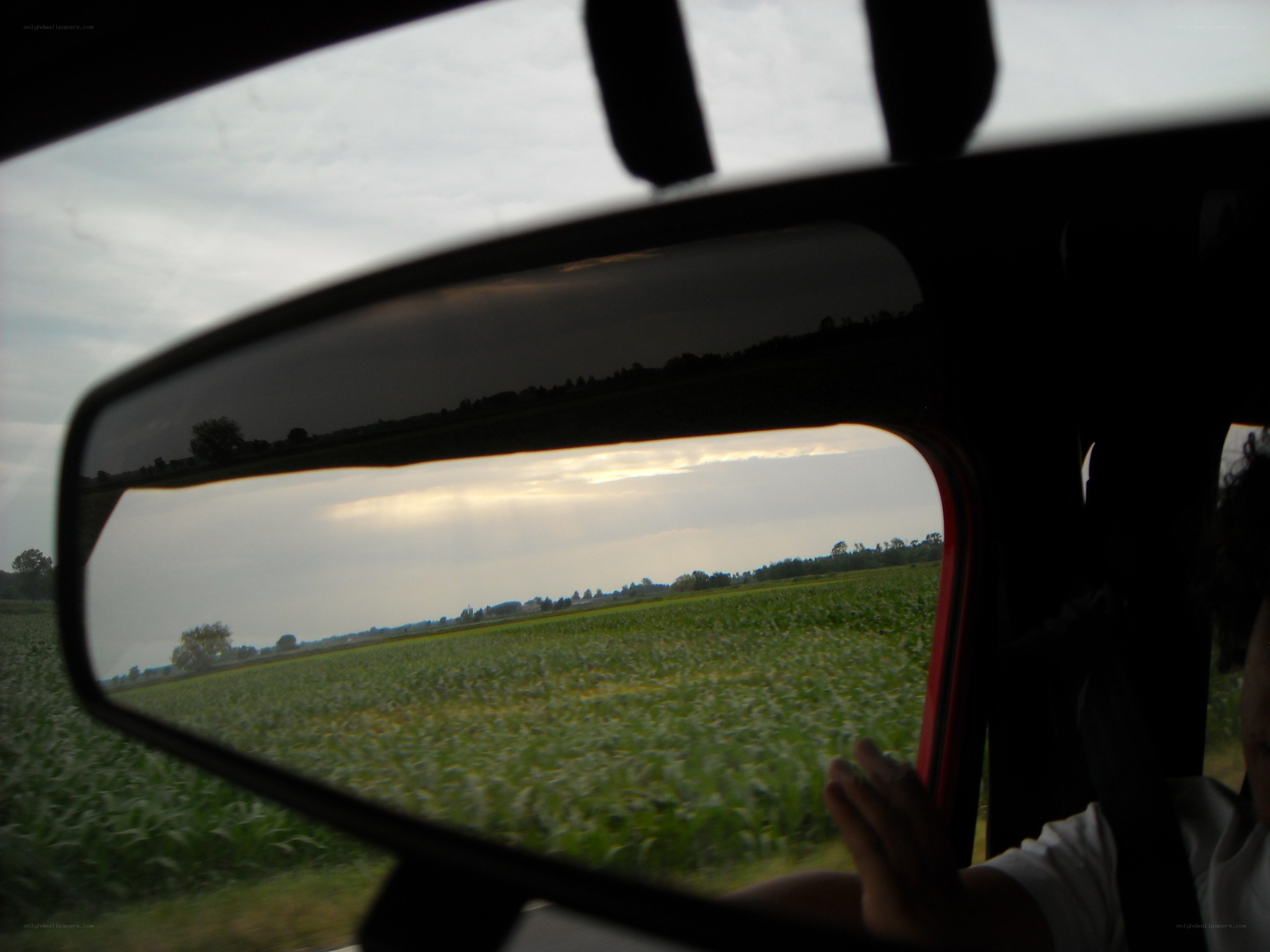 Car view of a cornfield