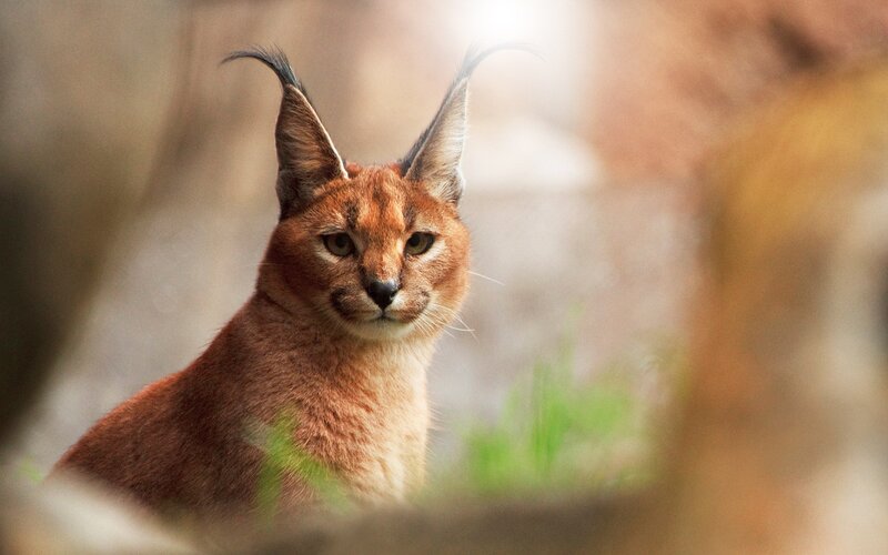 Caracal Cat — Brown, Alert, Afternoon, Photograph