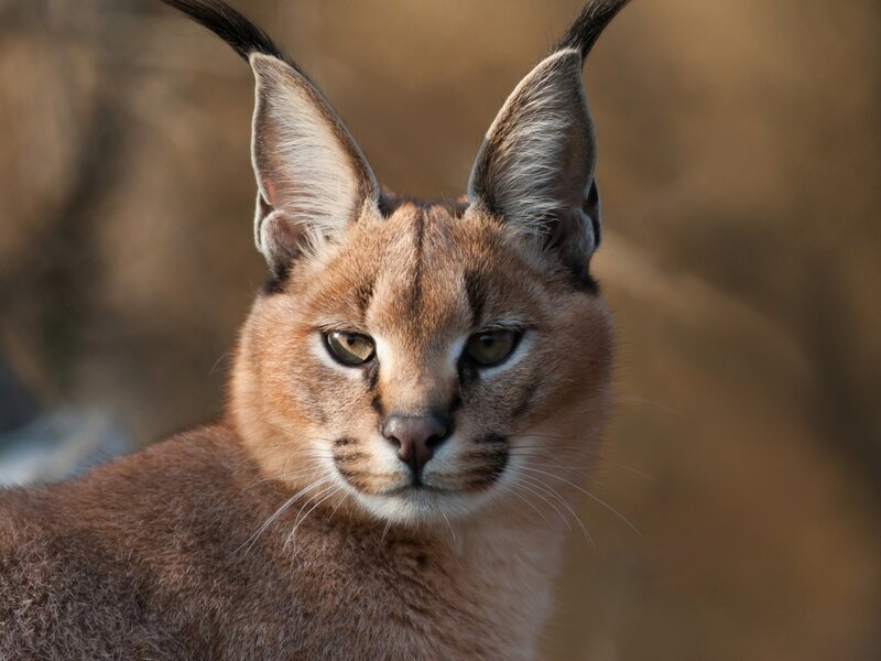 Caracal Cat — Brown, Alert, Afternoon