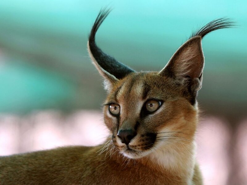Caracal Cat — Brown, Alert, Photograph, Ears