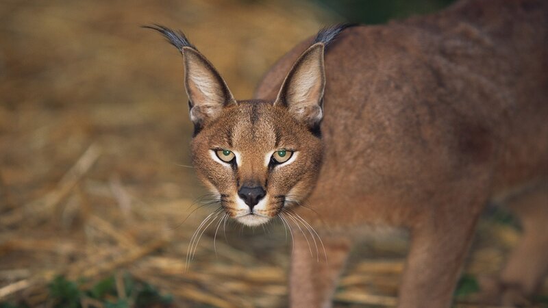 Caracal Cat — Brown, Alert, Photograph, Straw