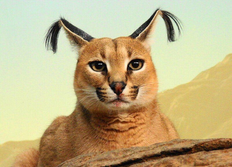 Caracal Cat — Brown, Neutral
