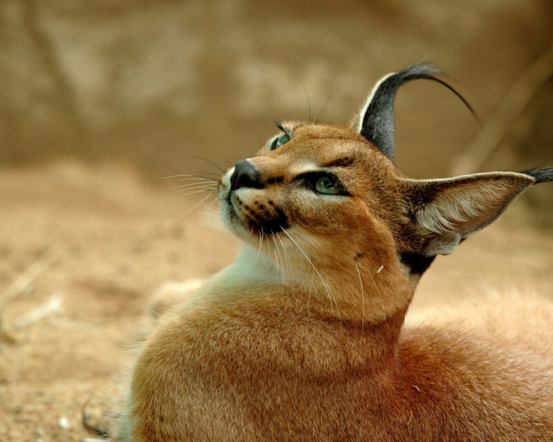 Caracal Cat — Brown
