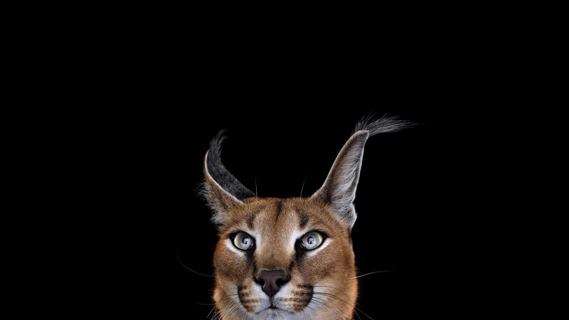 Caracal Cat Head