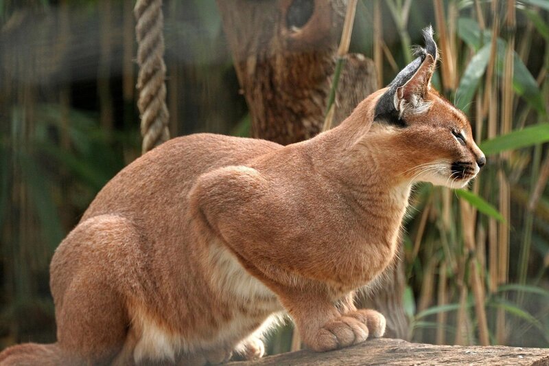 Caracal cat in natural habitat