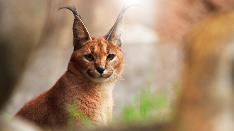 Caracal cat in natural habitat