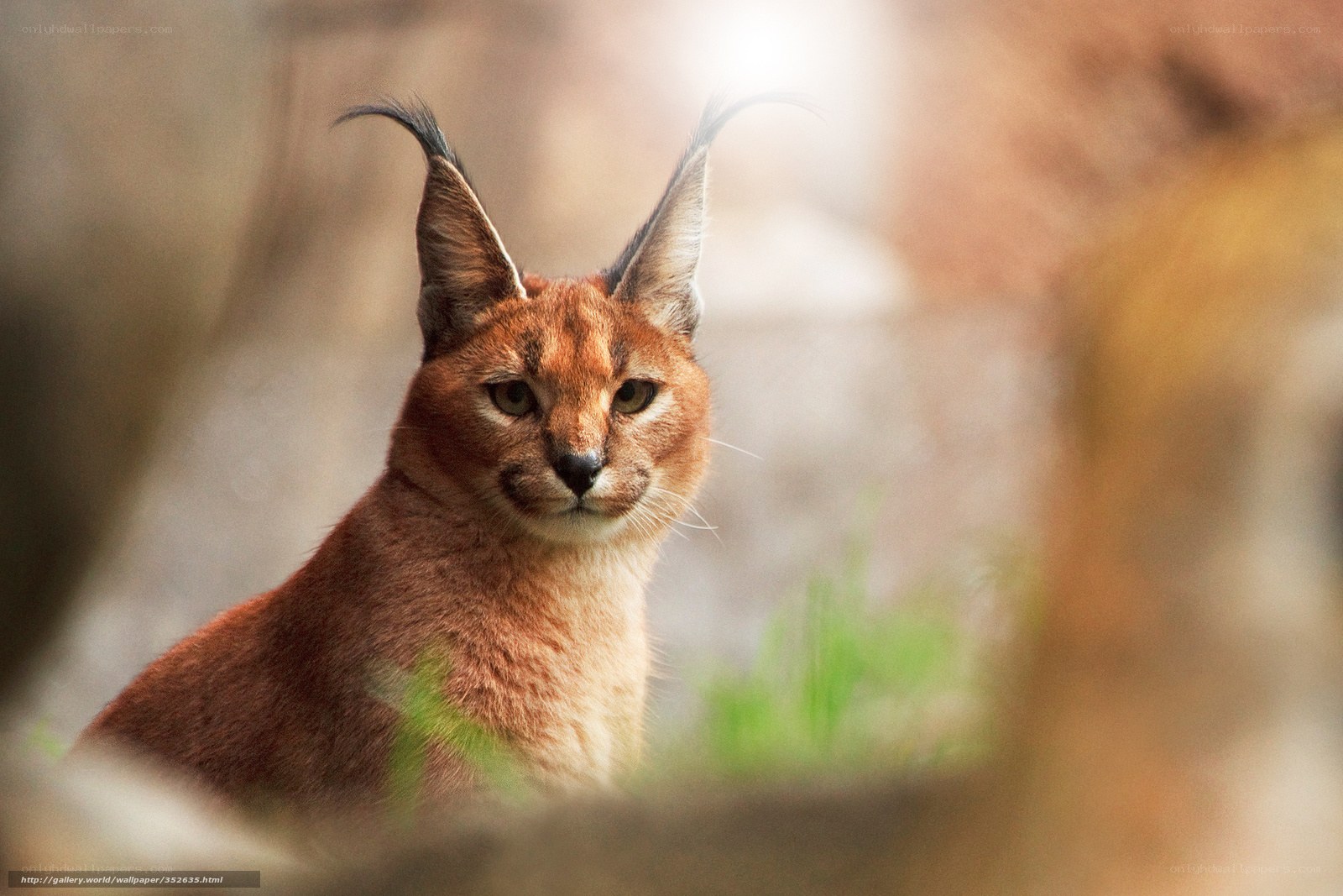 Caracal cat in natural light
