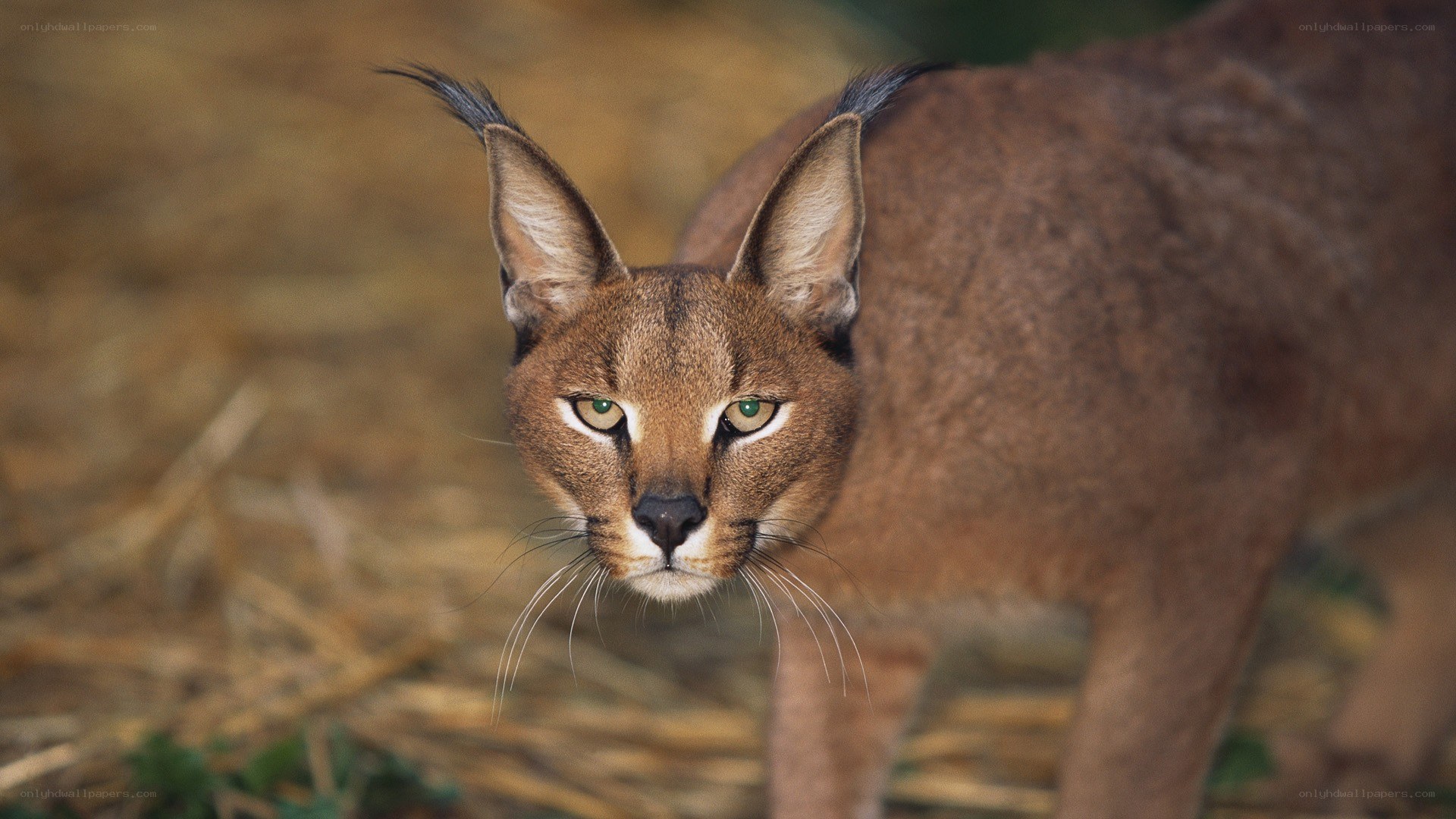Caracal cat in natural setting