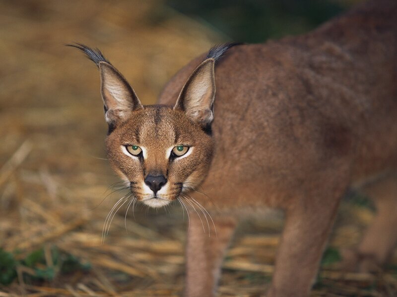 Caracal cat in natural setting
