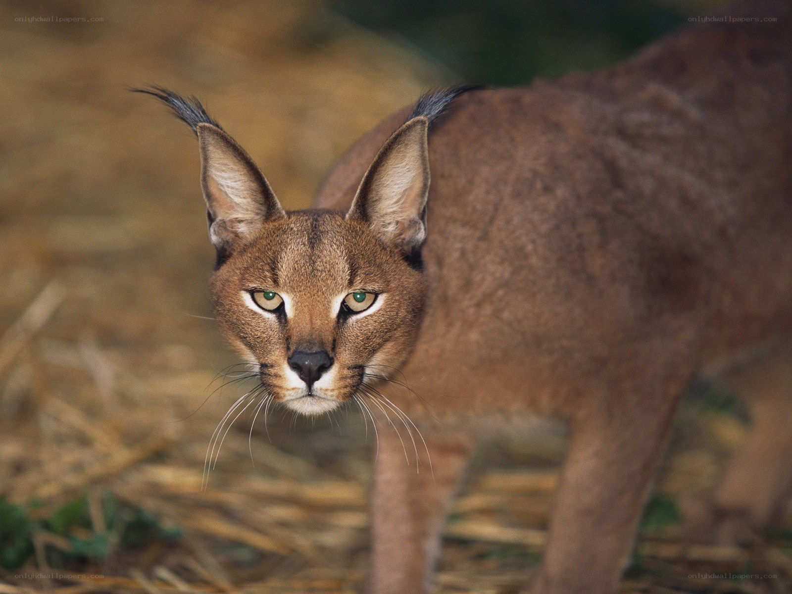 Caracal cat in natural setting