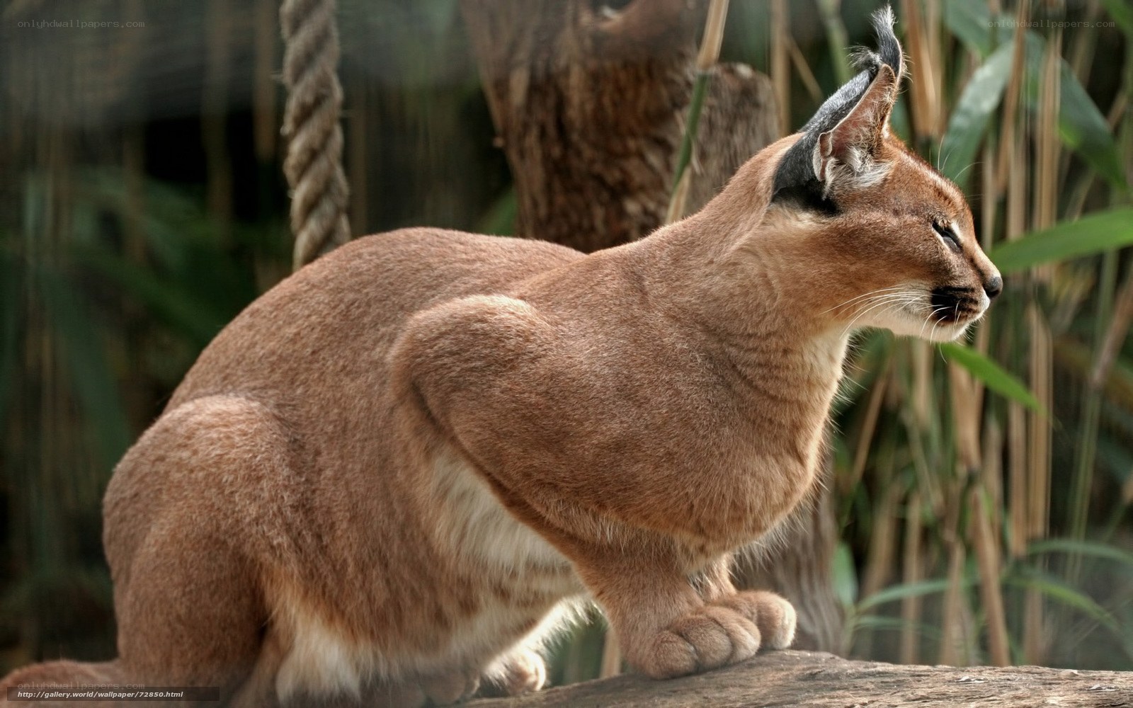 Caracal cat in natural setting