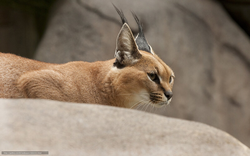 Caracal Cat in Profile — Brown, Alert