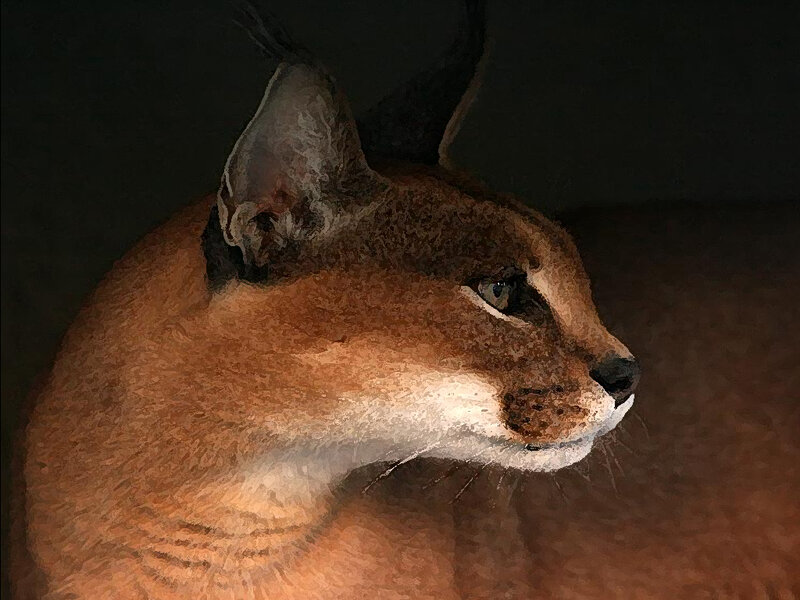 Caracal Cat in Profile — Brown