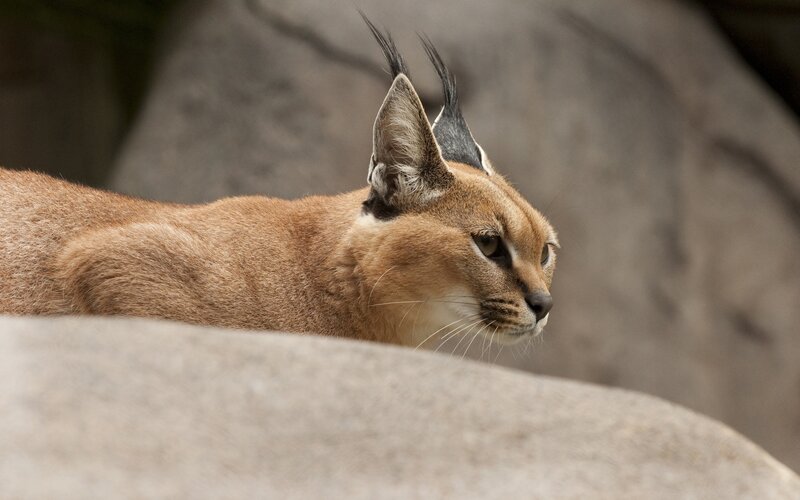caracal cat in profile