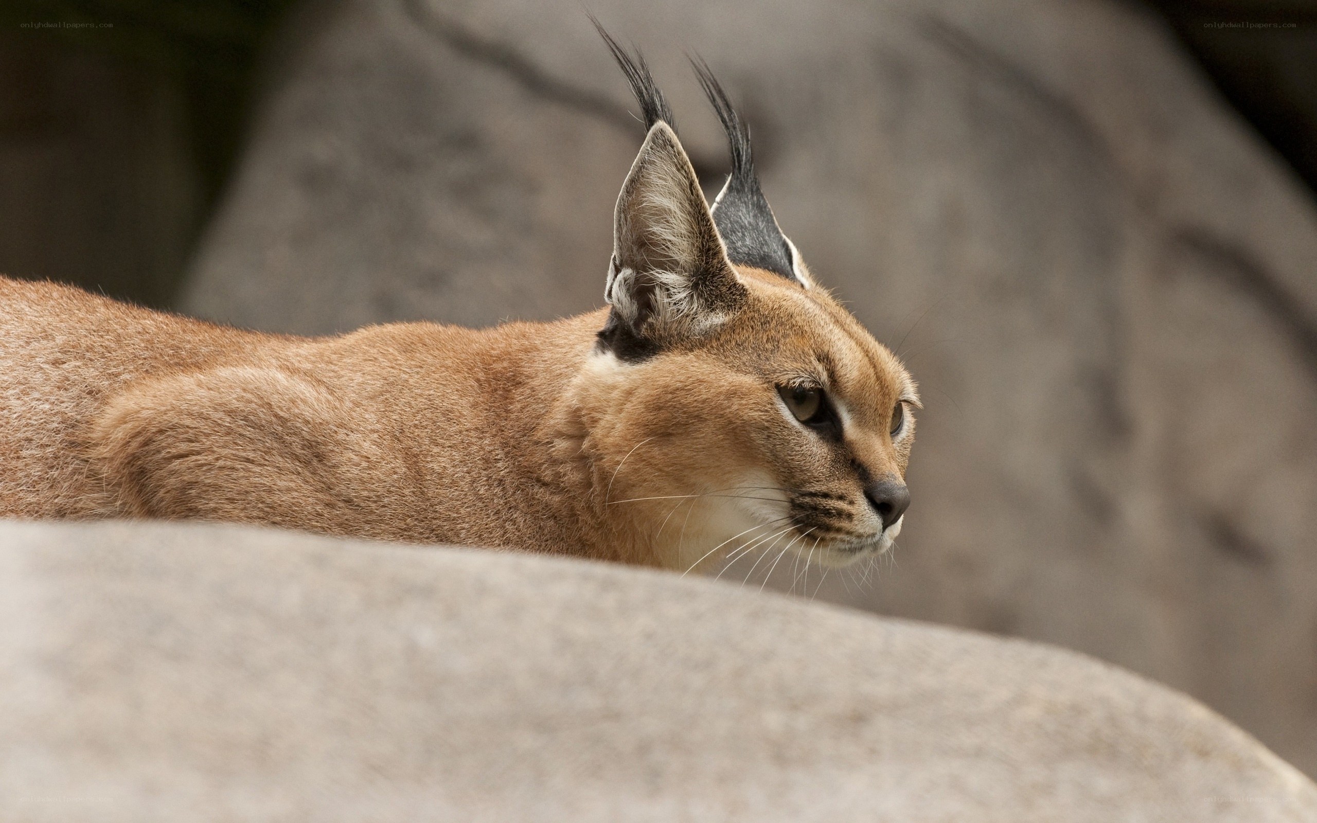 caracal cat in profile