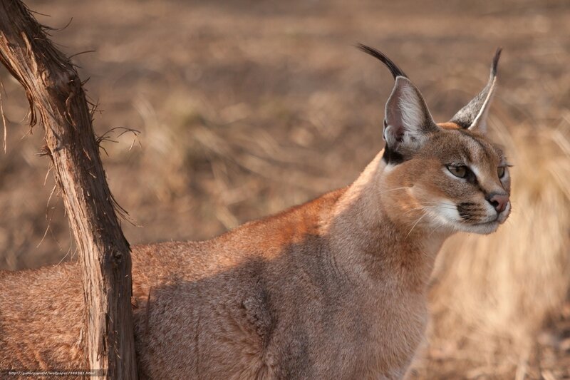 Caracal Cat in Savanna