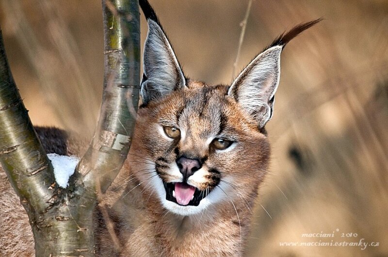 Caracal Cat in Tree