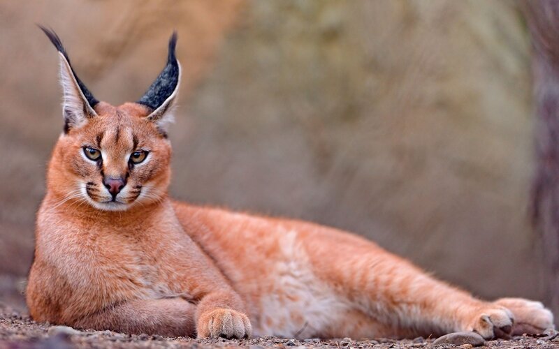 Caracal Cat Lying Down