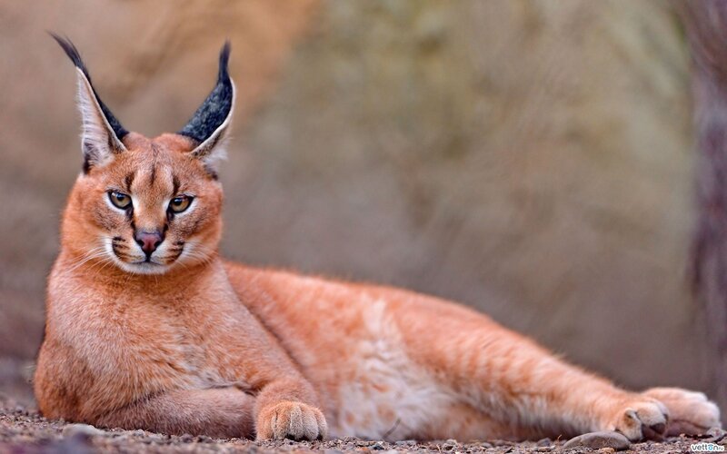 Caracal Cat Lying