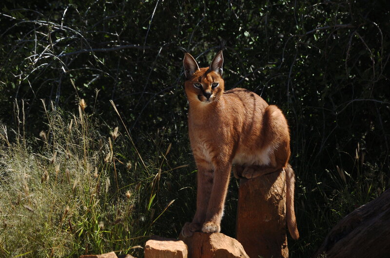 Caracal Cat on Rock