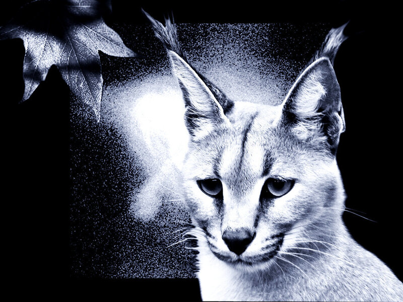 Caracal Cat Portrait