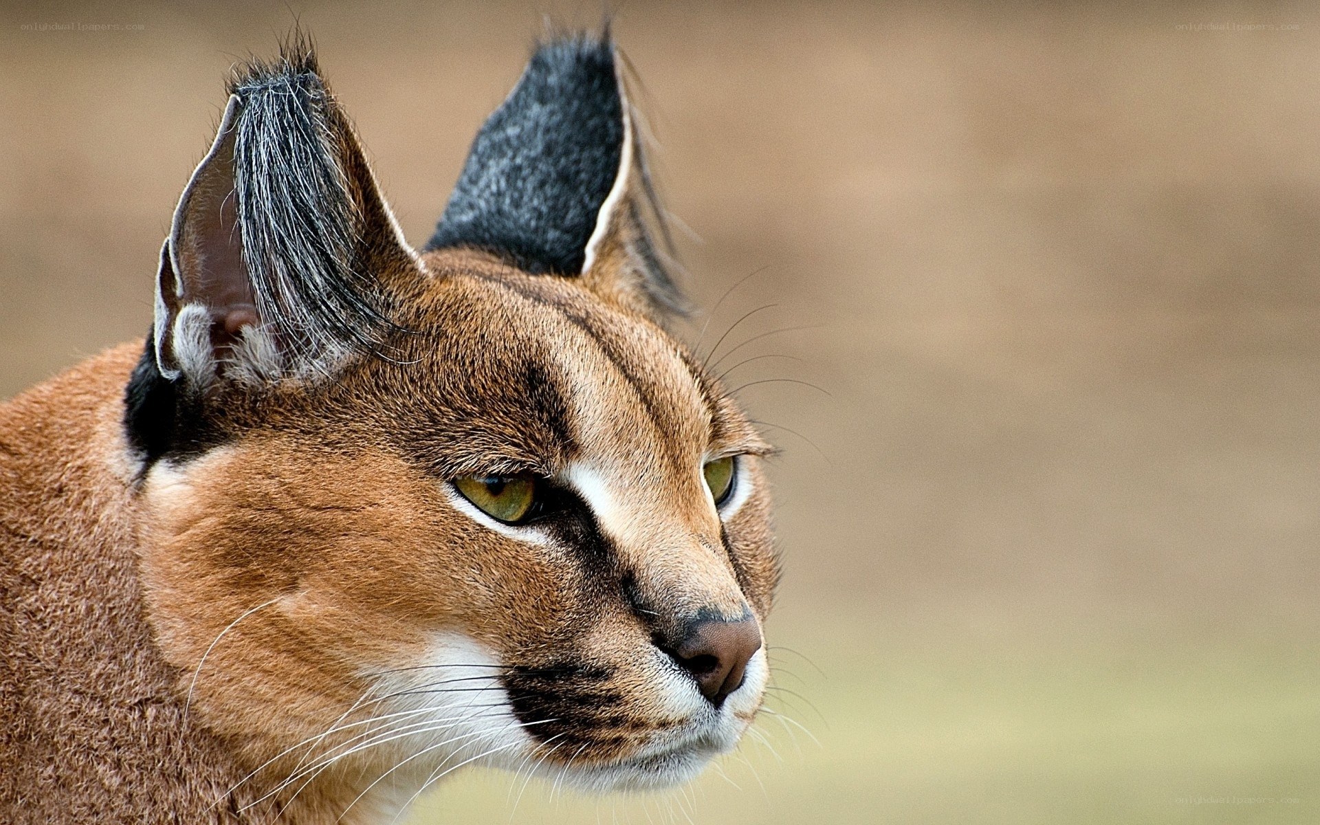 Caracal cat profile