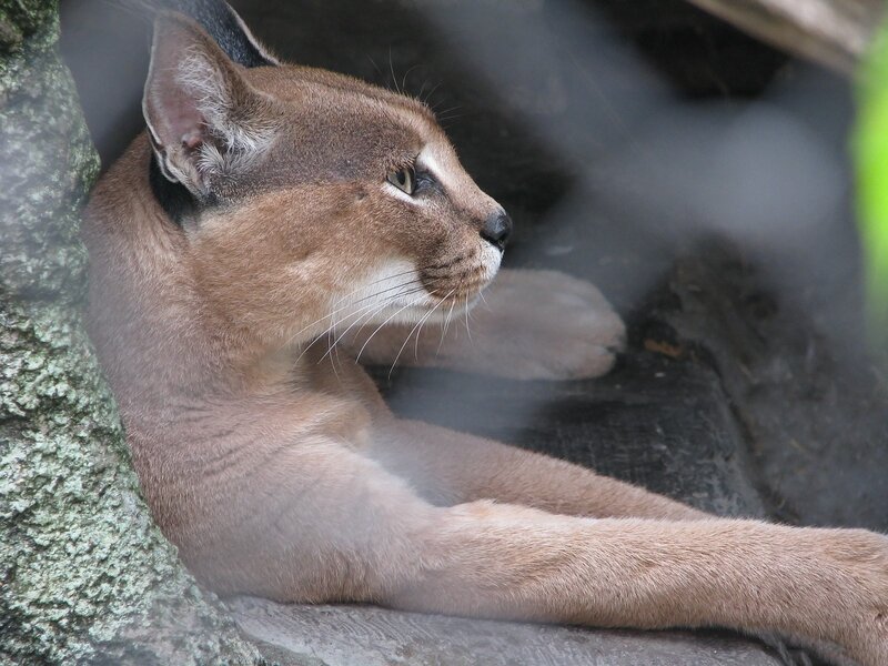 caracal cat resting