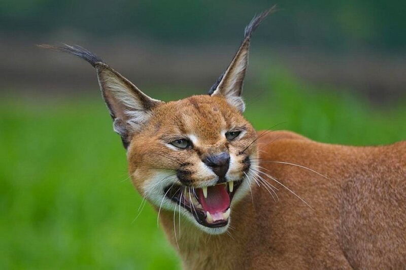 Caracal Cat Snarling